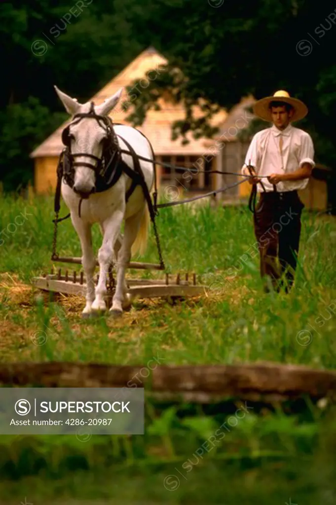 Pioneer farmer using mule and harrow to plow fields, Mt. Vernon, Virginia.