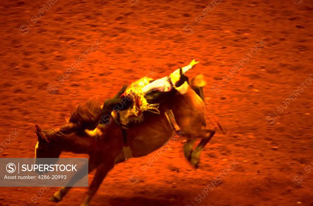 Rodeo rider riding bucking bronco at Forth Worth Rodeo, Texas.