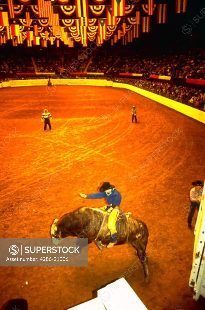 Rodeo rider on bucking bull at Forth Worth rodeo, Texas.