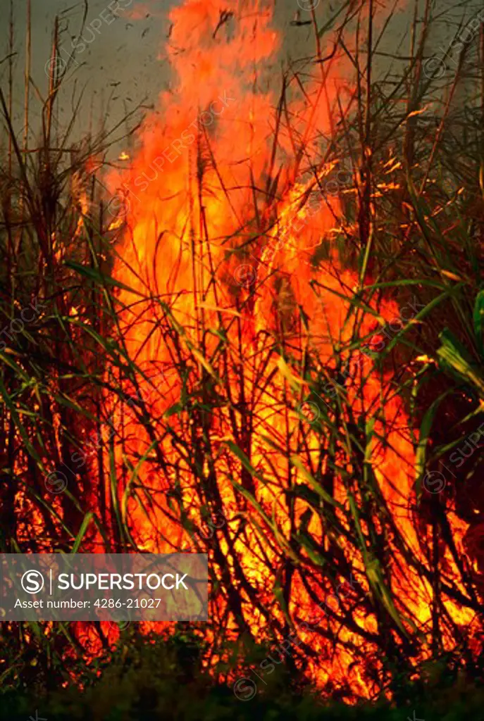 Flames rising form Belle Glade Sugar Cane fields in Florida.