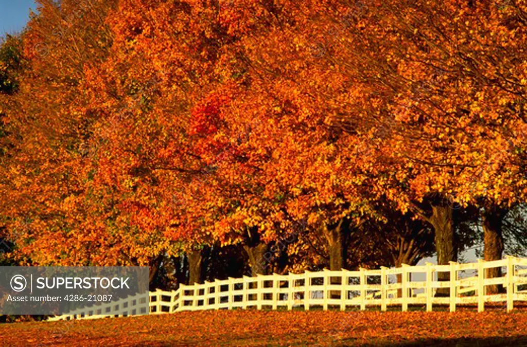 Country lane and white fence in Maryland traveling through yellow fall foliage on the trees.