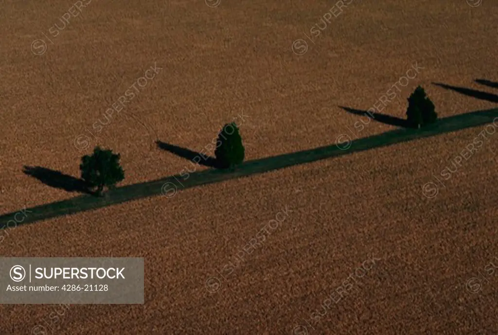 Aerial view of trees bordering corn fields on Marylands Eastern Shore.