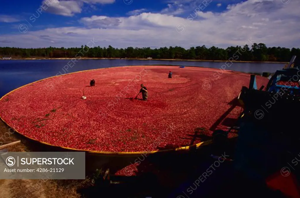 Aerial view of cranberry harvesting at Chadsworth Bogs in New Jersey.
