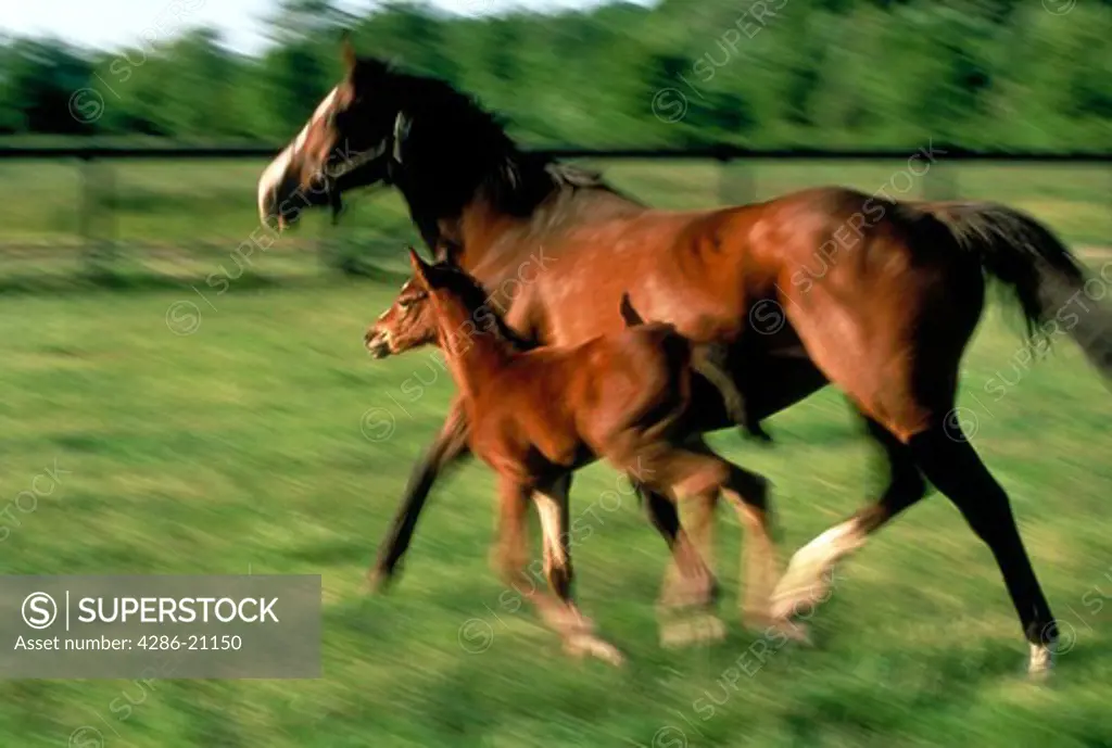 Thoroughbred mare and foal running