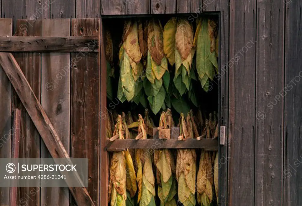 Tobacco leaves seen suspended through the open door of a wooden drying barn in Maryland.