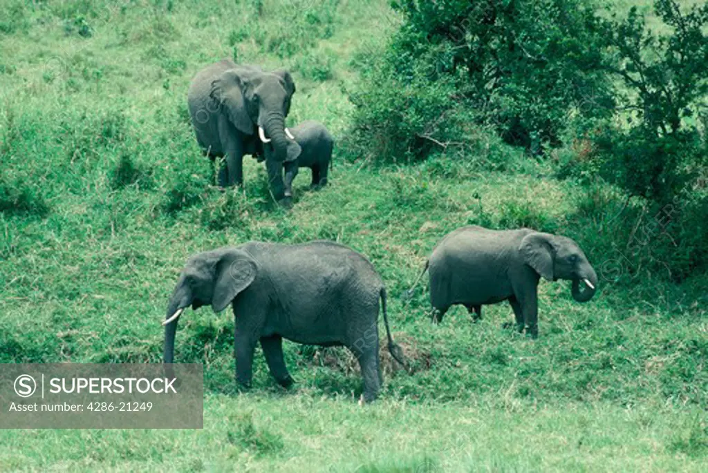 Three adult elephants and calf grazing in the tall grass of Kenya.
