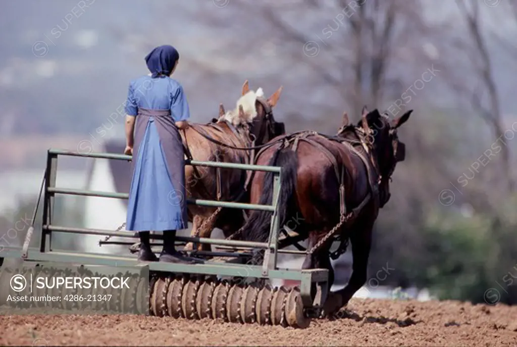 Amish female disks field, Lancaster Co., Pennsylvania
