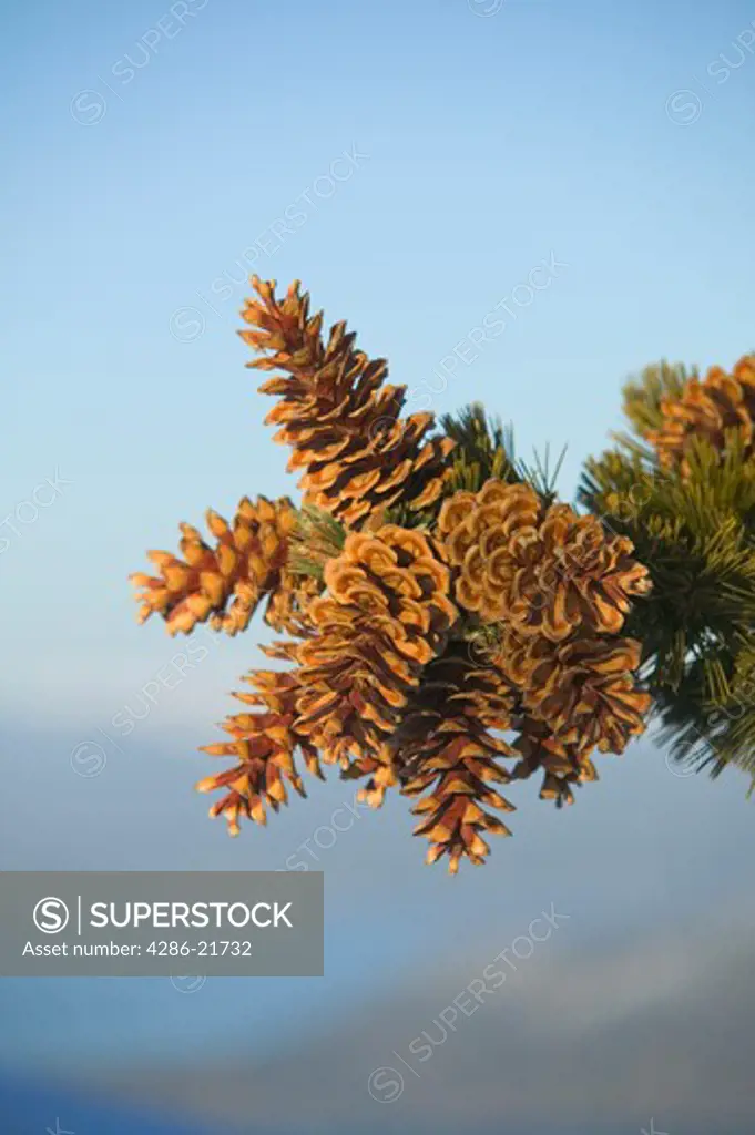 Pine cones on a tree in the Tahoe National Forest.