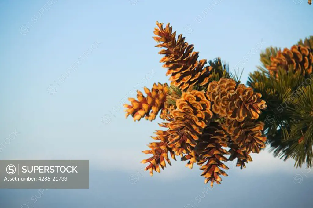 Pine cones on a tree in the Tahoe National Forest.