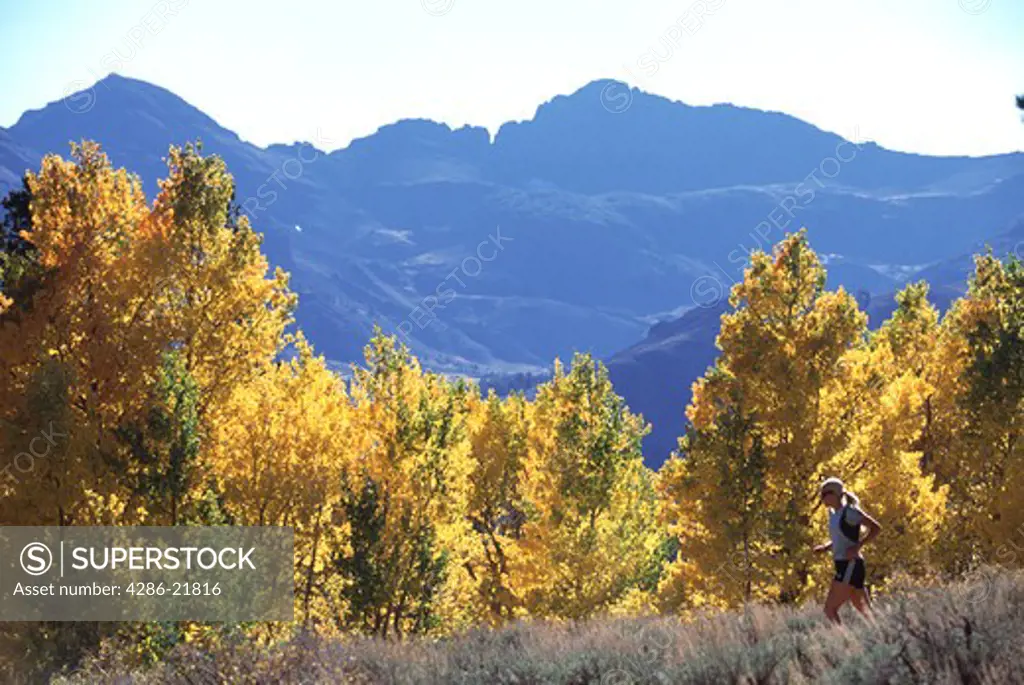 A woman running during fall colors on the aspens near Sonora Pass, CA.