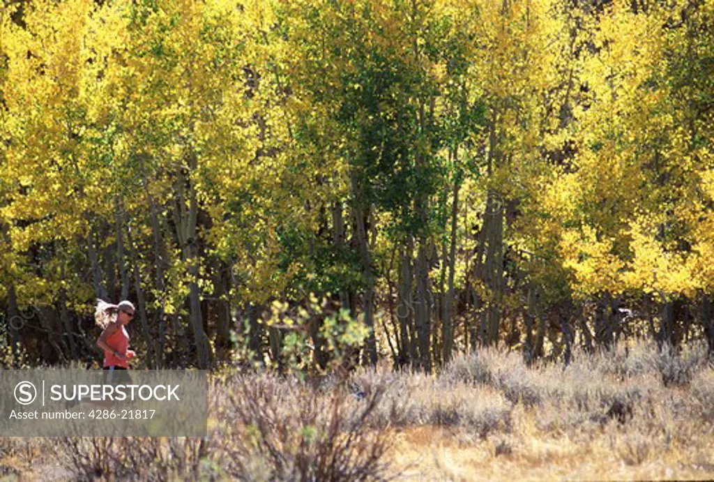 A woman running during fall colors on the aspens near Sonora Pass, CA.