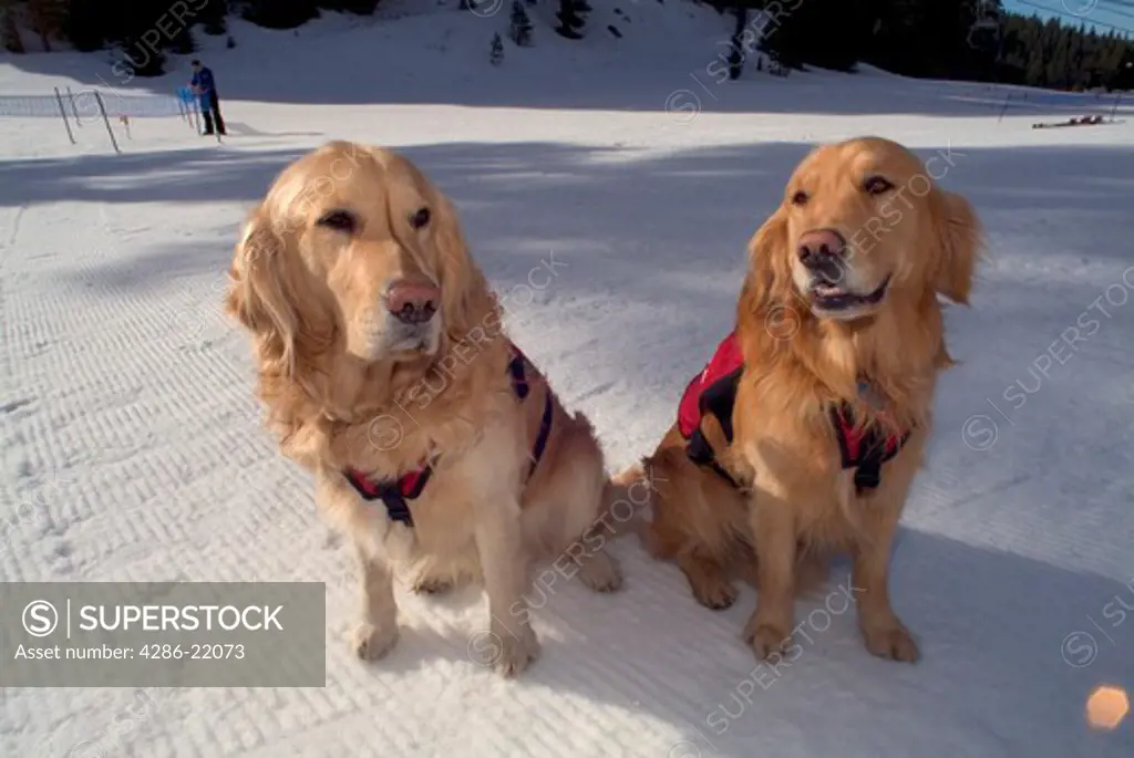 Diamond Peak ski patrol dogs.