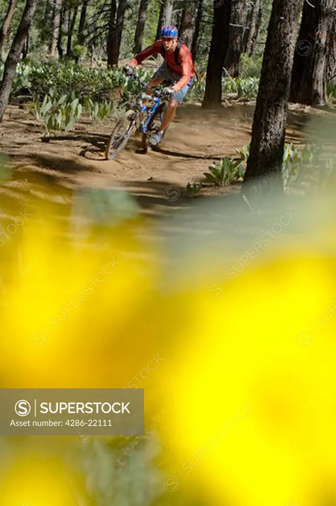 A man mountain biking through yellow flowers near Stampede Reservoir, CA.