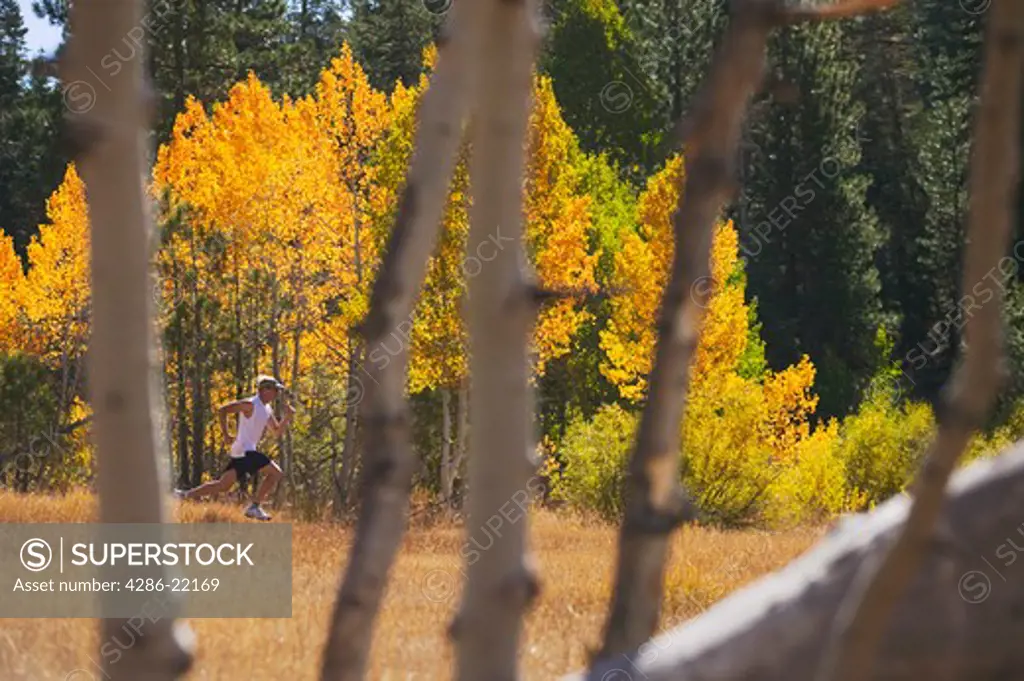 A man running in a meadow with yellow aspen trees near Truckee, CA.