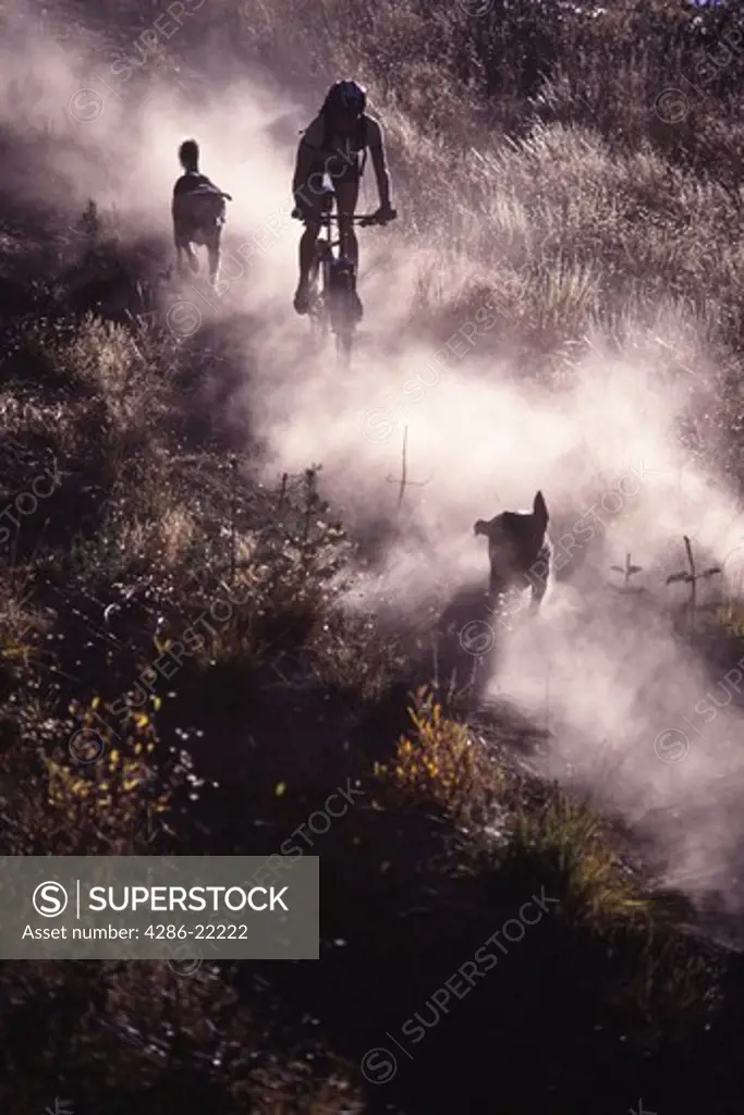 A woman mountain biking down a dusty single track trail with her dog just behind near Truckee, CA.