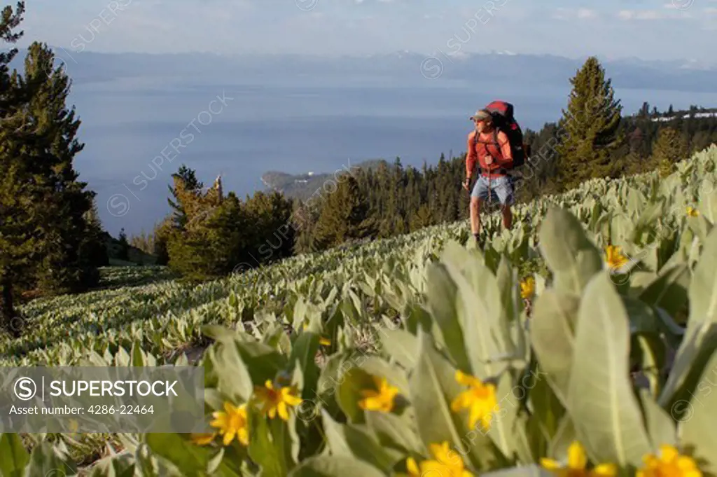 A man backpacking through flowers on the Tahoe Rim Trail above Lake Tahoe, CA.