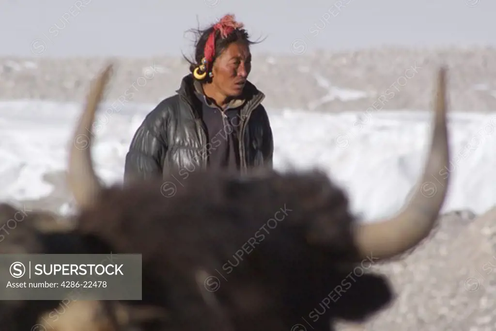 A Tibetan Yak Driver Framed by the Horns of a Yak Near Cho Oyu in the Chinese Himalaya.