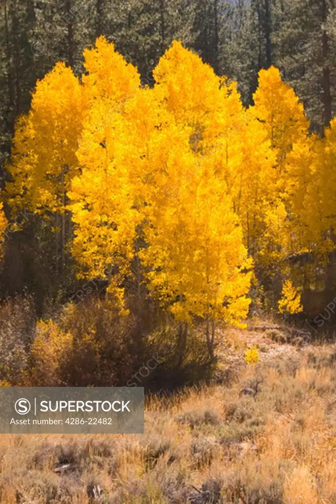 Yellow Aspen Trees Near Truckee California