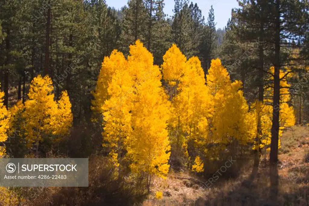 Yellow Aspen Trees Near Truckee California