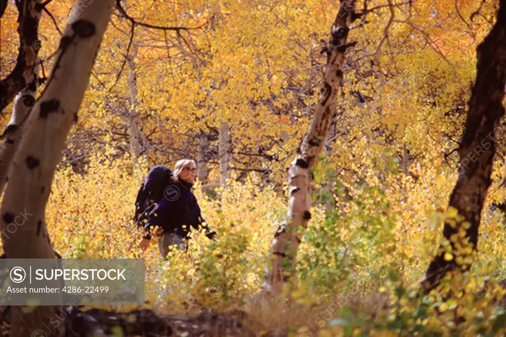 A woman hiking through yellow aspen trees near South Lake California.
