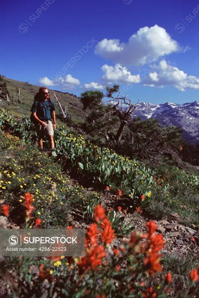 A Man Hiking Through Flowers in The Sierra Mountains of California.