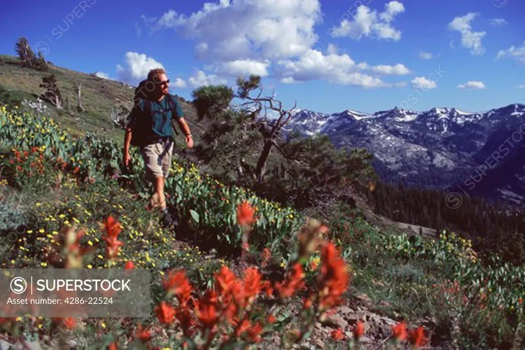 A Man Hiking Through Flowers on the Pacific Crest Trail in California