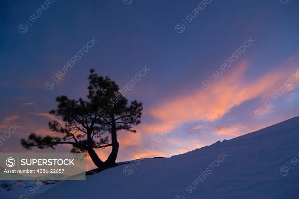A silhouette of a tree at sunset in winter in the Sierra mountains of California.