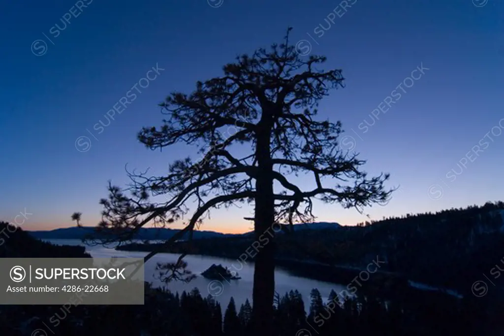 Emerald Bay at dawn with Wizard Island an a tree.