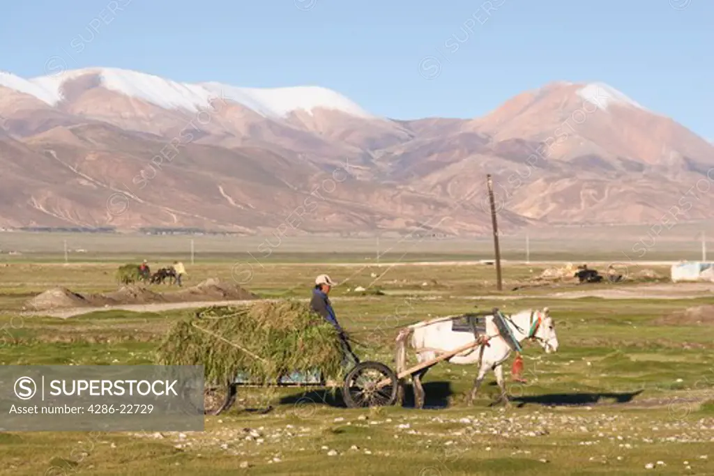 A horse-drawn hay wagon in Tingri, Tibet