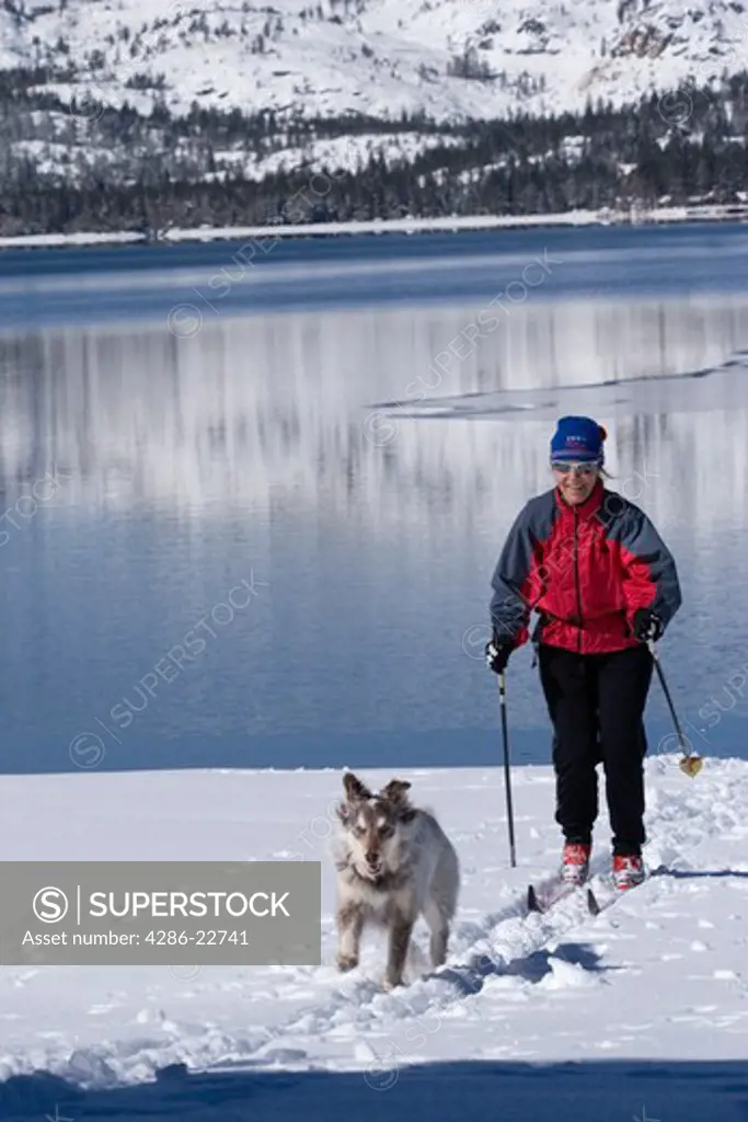 A woman and dog skiing on the shore of Donner Lake in winter near Truckee, California