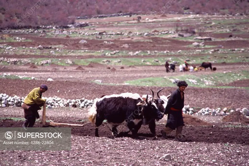 Plowing a field with yaks in Samagoan village in Nepal