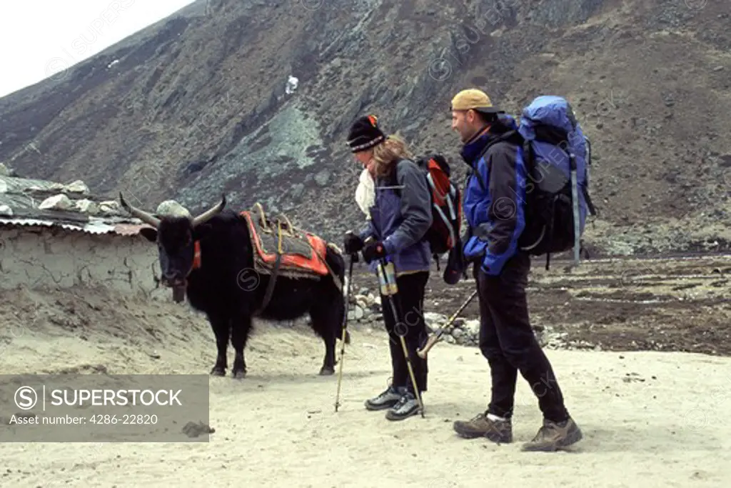 Two hikers and a yak in the Khumbu valley in Nepal.
