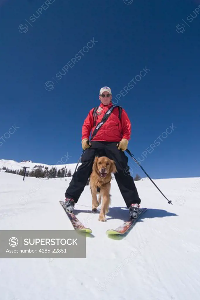 An avalanche rescue dog running between the legs of a ski patroller skiing at Squaw Valley in California.