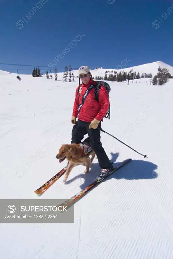 An avalanche rescue dog running between the legs of a ski patroller skiing at Squaw Valley in California.