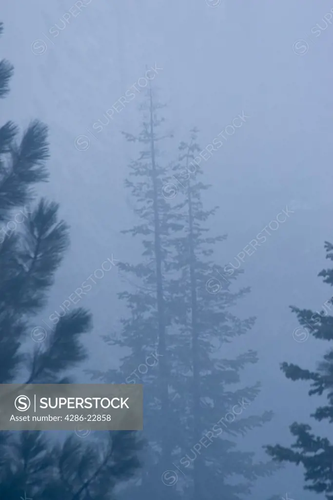 Evergreen trees in the fog.