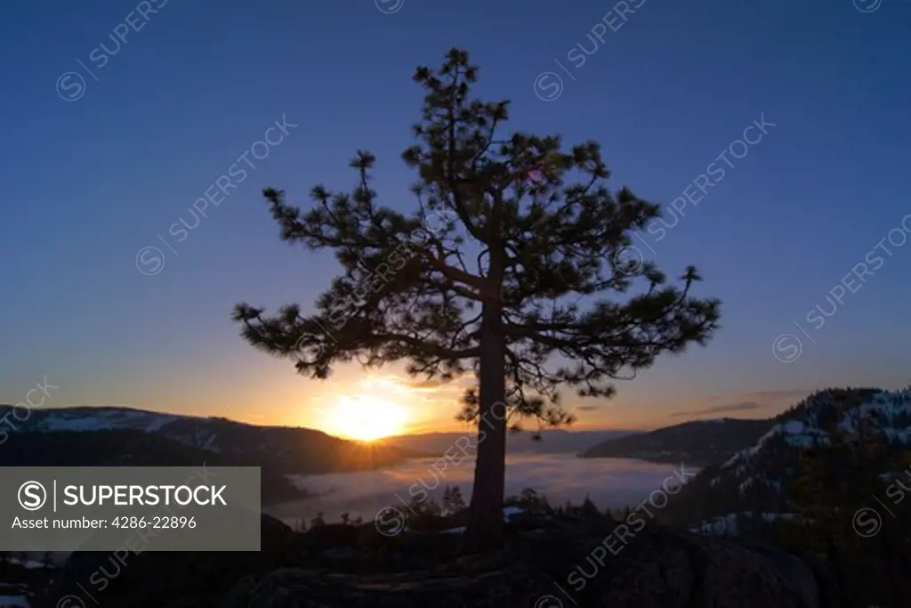 A silhouette of a tree at sunrise at Donner Lake in California.