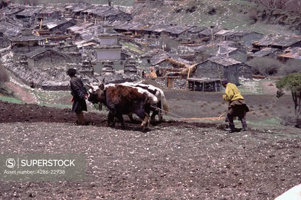 Plowing a field with yaks in Samagoan village in Nepal