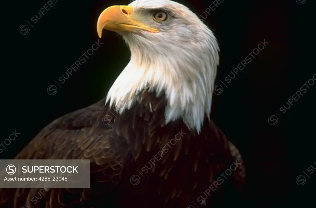 Portrait of a bald eagle.