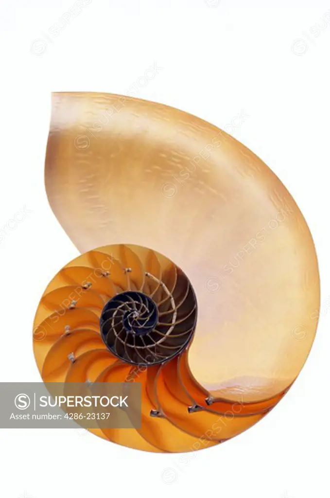 Nautilus Shell Still life 