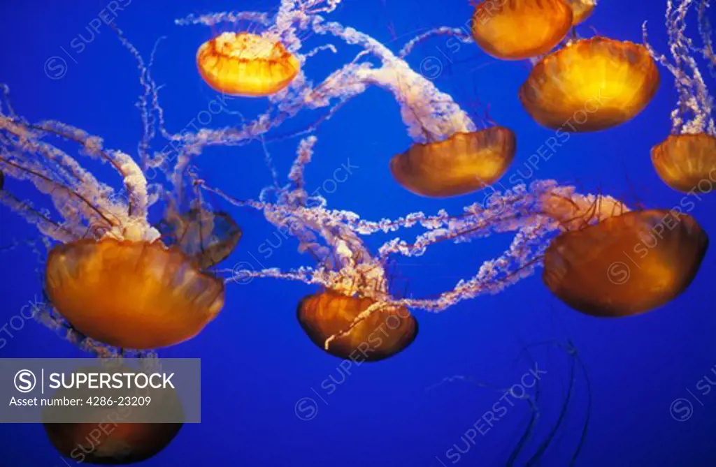 USA, California, Monterey, Monterey Aquarium, Jelly Fish