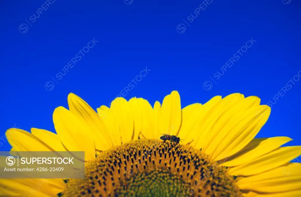 Canada Manitoba Ste Anne Sunflower close up with single bee pollinating
