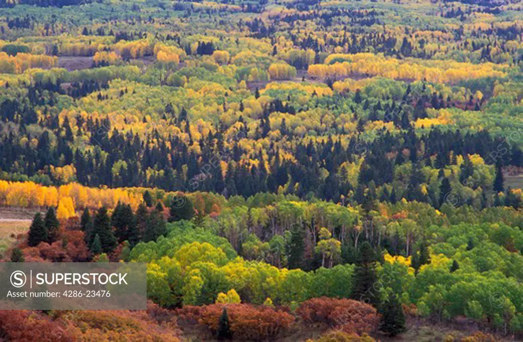 USA New Mexico Carson National Forest Autumn with the Aspens changing color