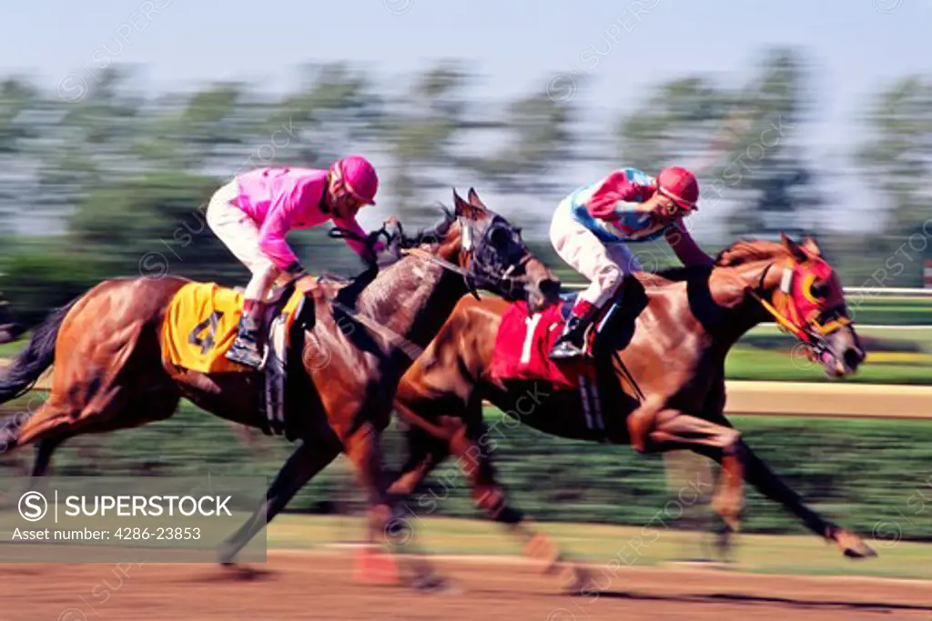 two jockeys on thoroughbred horses during race blurred effect