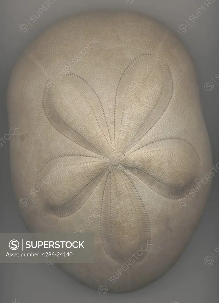 close-up of sand dollar, a sea urchin