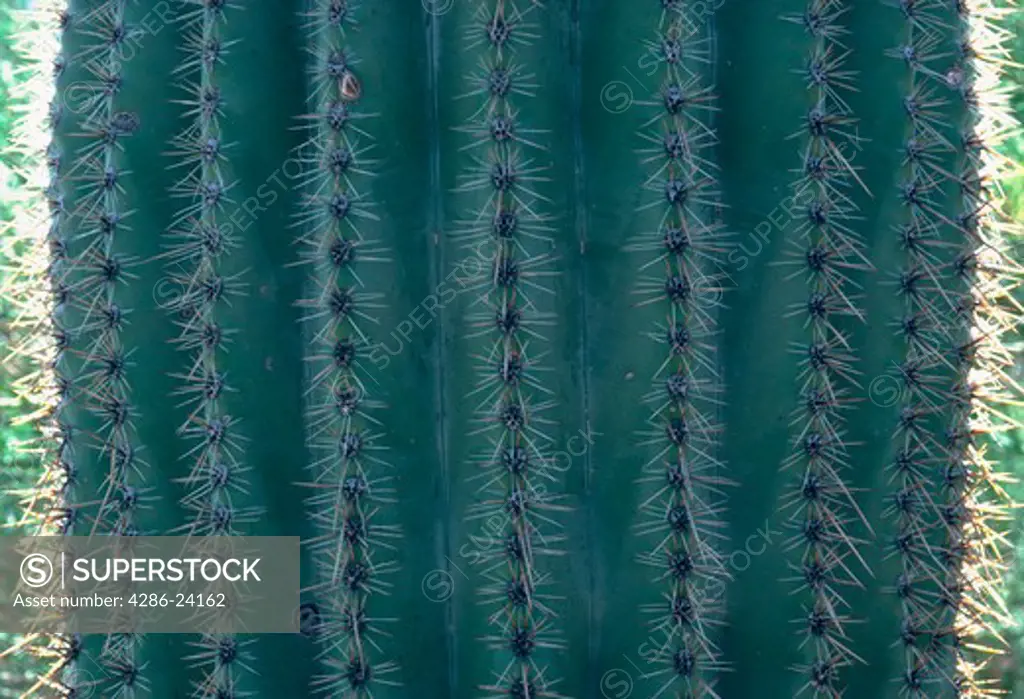 Saguaro cactus (Carnegiea gigantea), West Saguaro NM,AZ,USA
