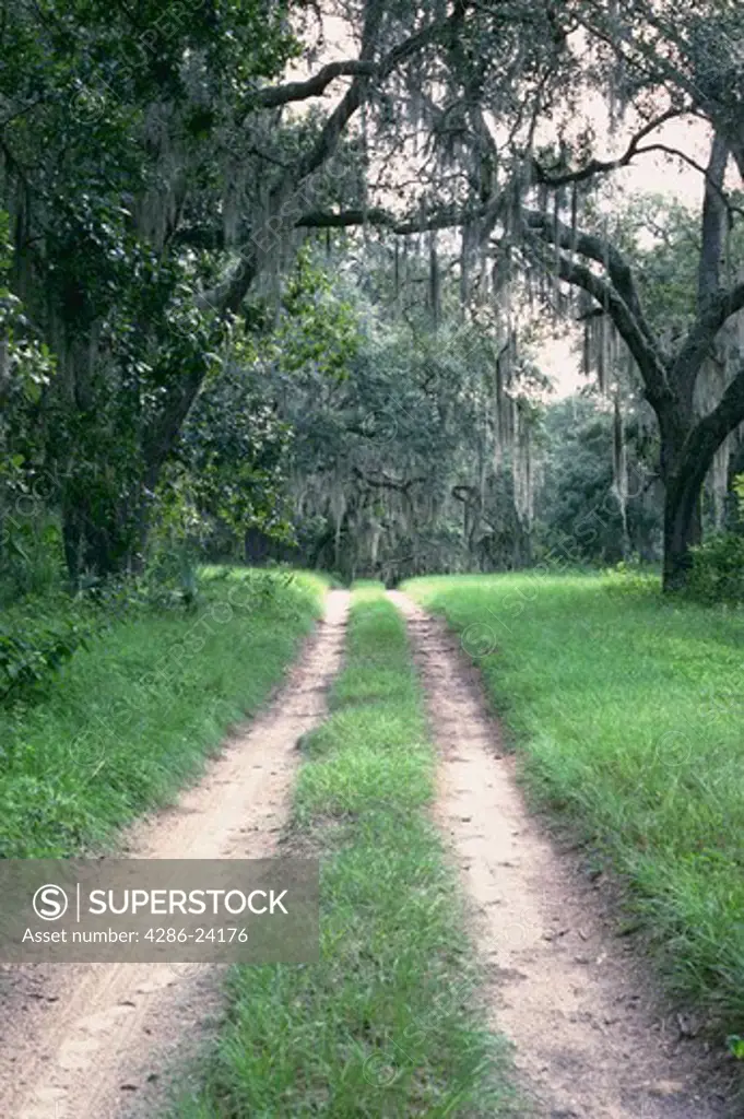 Dirt Road with Laurel Oak (Quercus laurifolia), Inverness, FL, USA