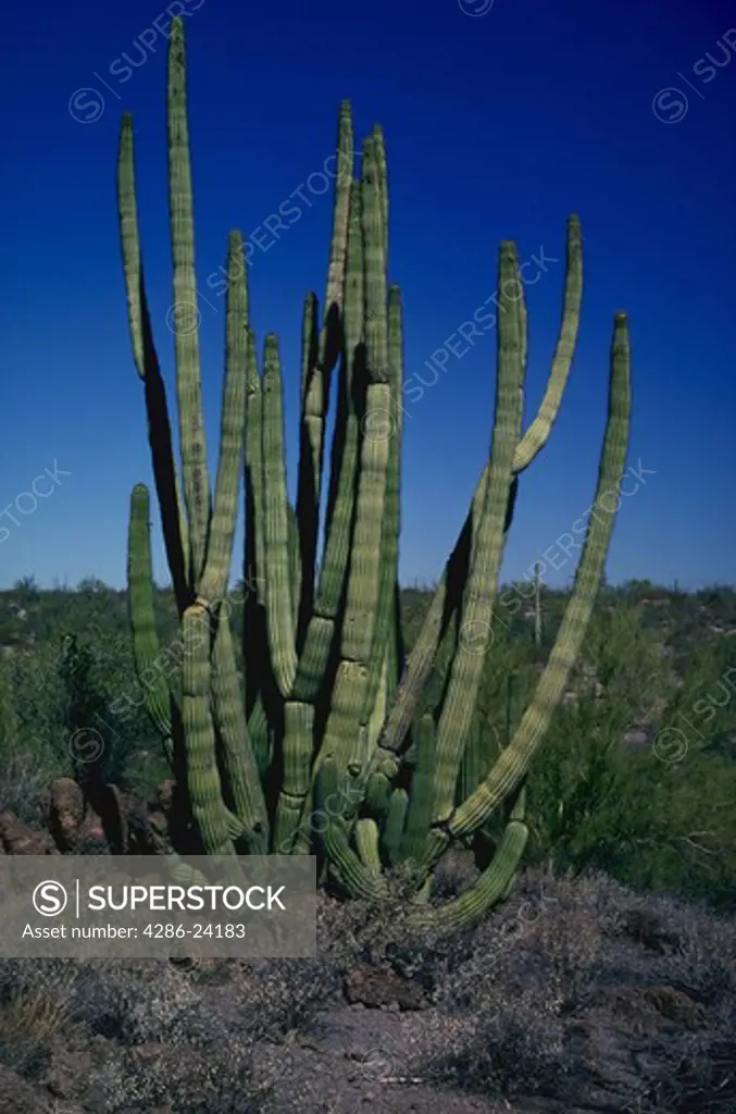 Organ Pipe (Lemaireocereus thurberi) cactus, Organ Pipe National Monument, AZ, USA