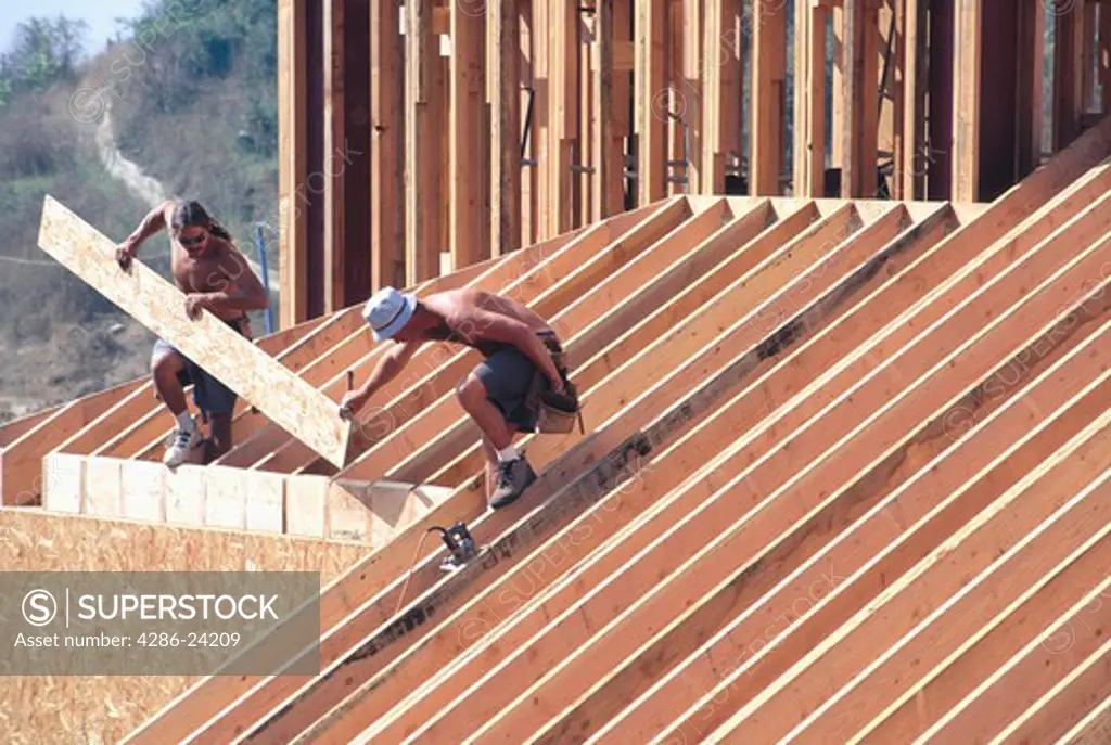 Two shirtless carpenters positioning a plywood board as they work on the roof framing of a large wooden building, Berkeley, CA.