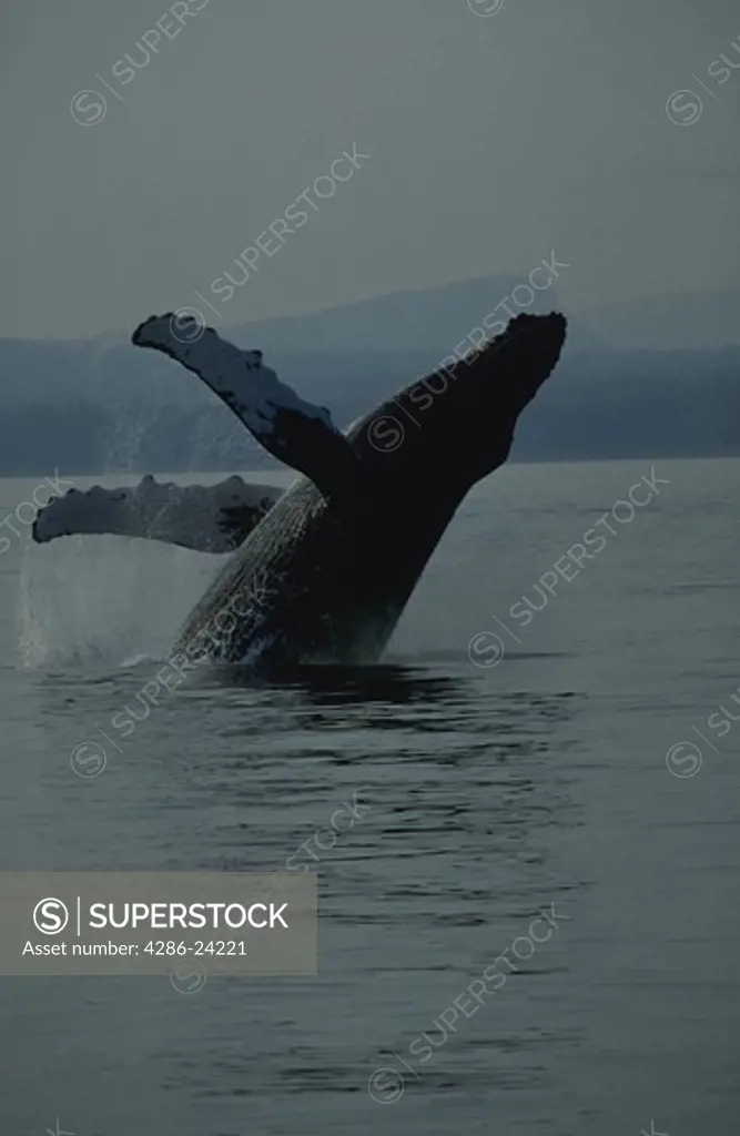 Breaching Humpback Whale, Frederick Sound, Inside Channel, Southeast Alaska.