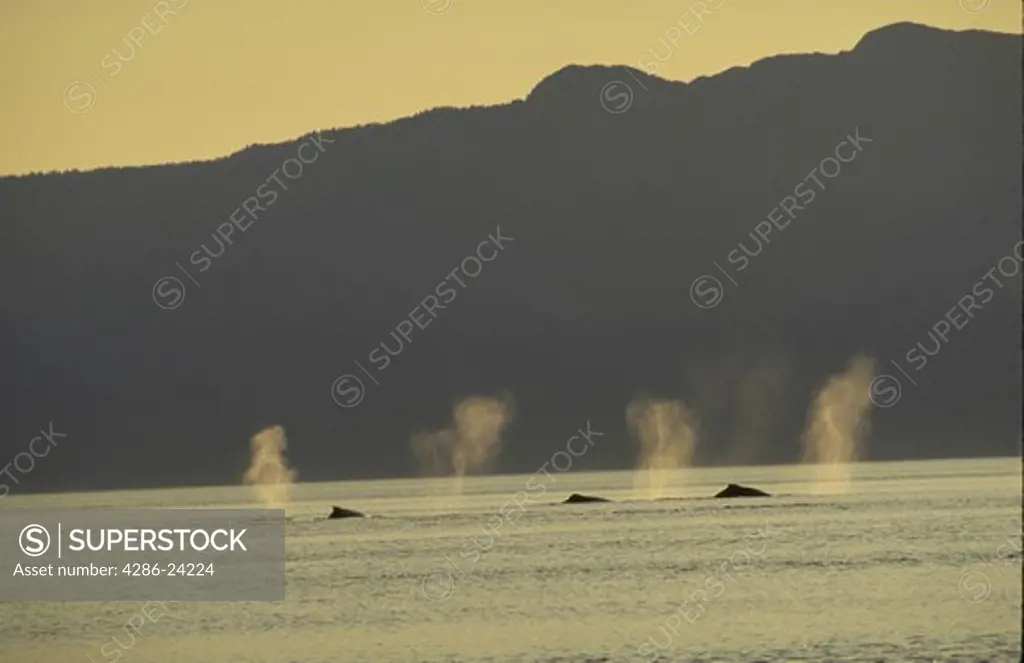 Whale Spouts, Humpback Whales, Frederick Sound, Inside Channel, Southeast Alaska.